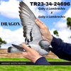 TR23-34-24696 696 Pedigree