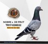 TR17-038032 nobre 32 Video