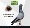 TR16-025089 DYCK089 Video