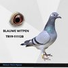 TR19-111128 METİN 128 Video