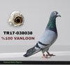 TR17-038038 038 Video