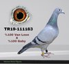 TR19-111163 63 Video