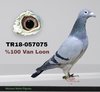 TR18-057075 075 Video