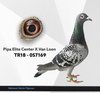 TR18-057169 dişi169 Video
