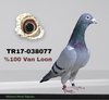 TR17-038077 077 Video