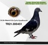 TR21-300451 afr kardes 451 Video