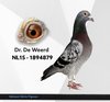 NL15-1894879 deweerd 879 Video