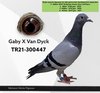 TR21-300447 gaby dyck 447 Video