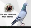 TR20-023497 497 Video