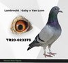 TR20-023376 376 Video
