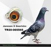 TR20-065565 565 Video