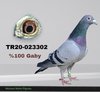 TR20-023302 302 Video