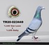 TR20-023449 449 Video