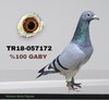 TR18-057172 172 Video