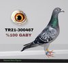 TR21-300467 467 Video