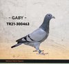 TR21-300463 yavru63 Video
