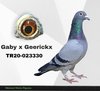 TR20-023330 330 Video