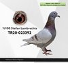 TR20-023392 Shelly amca 392 Video