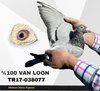 TR17-038077 VL77 Video
