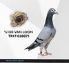 TR17-038071 VAN071 Video