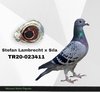 TR20-023411 411 Video