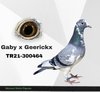 TR21-300464 464 Video