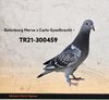 TR21-300459 YAVRU 459 Video