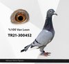 TR21-300452 452 Video