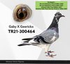 TR21-300464 gg464 Video