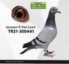 TR21-300441 jv 441 Video