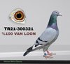TR21-300321 321 Video