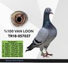 TR18-057037 van loon 037 Video