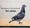 TR21-300460 YAVRU460 Video